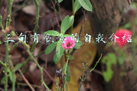 三句有创意的自我介绍