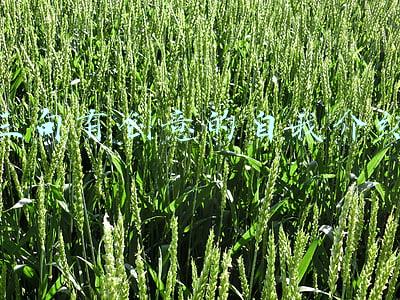 三句有创意的自我介绍