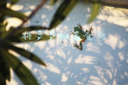 拼多多排名查询