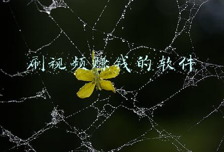 刷视频赚钱的软件