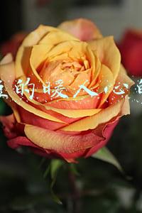 超级短的暖人心的句子