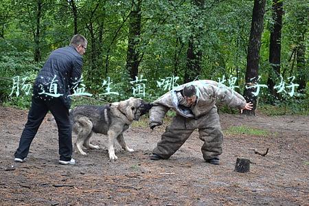 肠道益生菌哪个牌子好