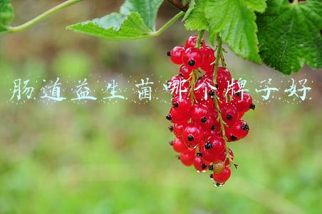 肠道益生菌哪个牌子好