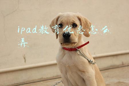 ipad教育优惠怎么弄
