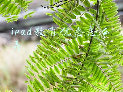 ipad教育优惠怎么弄