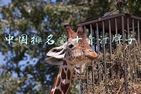 中国排名前十青汁牌子