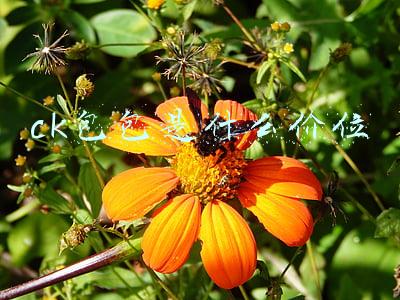 ck包包是什么价位