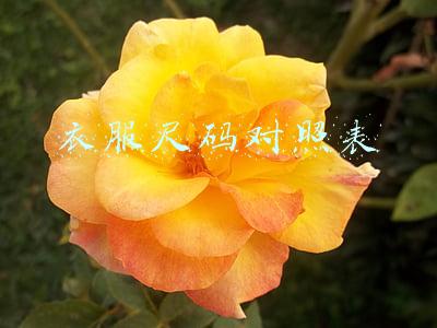 衣服尺码对照表