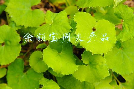余额宝同类产品
