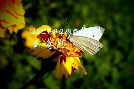 yourusername是什么意思(user name)