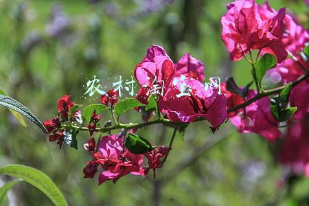 农村淘宝app(淘宝小镇网址https://taobao.yuntrial.com/app/)