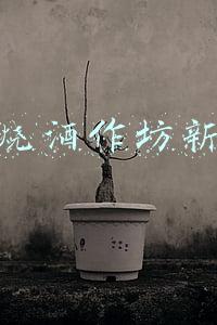 农村烧酒作坊新政策
