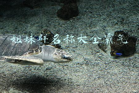姐妹群名称大全霸气