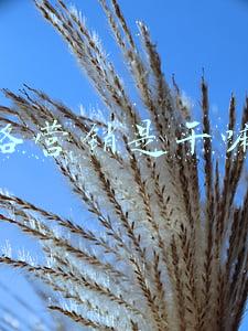 网络营销是干嘛的