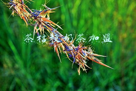 茶桔梗奶茶加盟