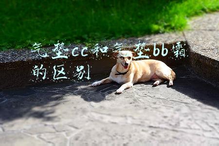 气垫cc和气垫bb霜的区别