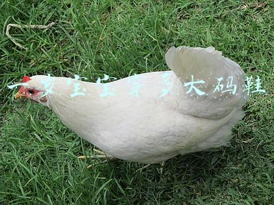 一岁宝宝穿多大码鞋