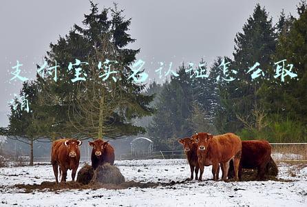 支付宝实名认证怎么取消