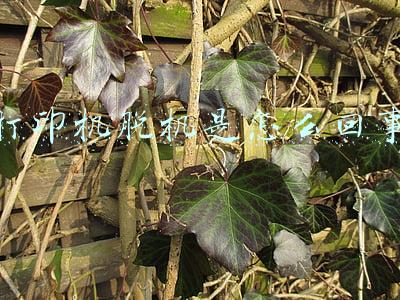 打印机脱机是怎么回事