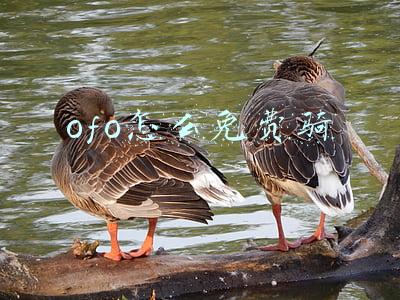 ofo不能免押金(蚂蚁金服回应“ofo全面取消芝麻信用免押”：尊重合作伙伴的商业决定)