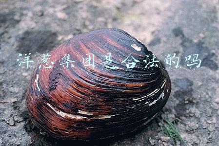 洋葱集团是合法的吗