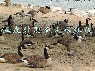 温度计怎么看水银线