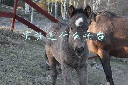 有赞是什么平台