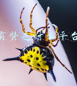 有赞是什么平台