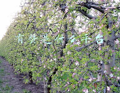 有赞是什么平台