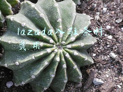 lazada入驻条件费用