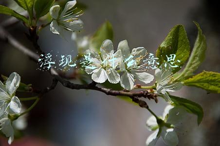 浮现是什么意思