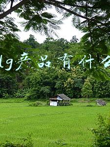 dg产品有什么