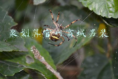 聚划算官网商城男装