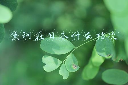 黛珂在日本什么档次