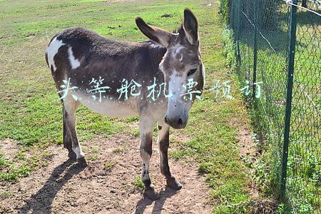 头等舱机票预订
