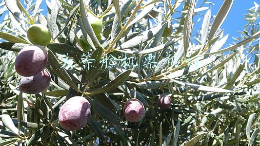 头等舱机票预订