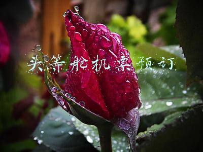 头等舱机票预订