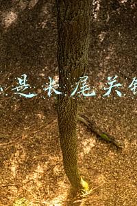 什么是长尾关键词