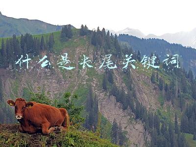 什么是长尾关键词