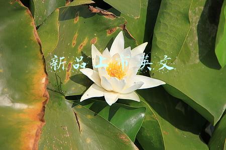 春夏新品上市英文(英语单词四个季节)