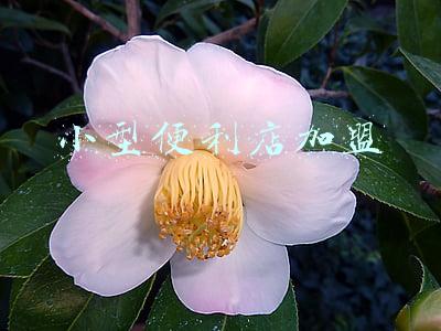 小型便利店加盟