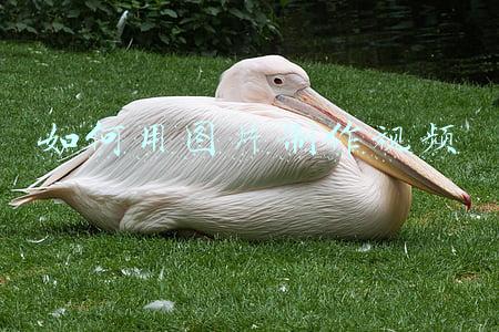 如何用图片制作视频