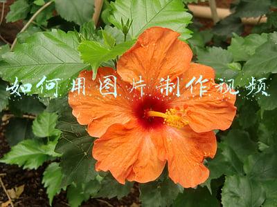 如何用图片制作视频