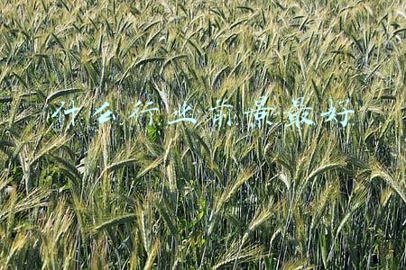 什么行业前景最好