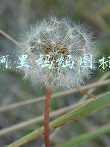 阿里妈妈图标