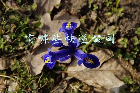 国际快递有哪些公司(国际快递公司都有哪些？各有什么特点？)