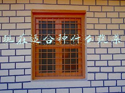 现在适合种什么蔬菜