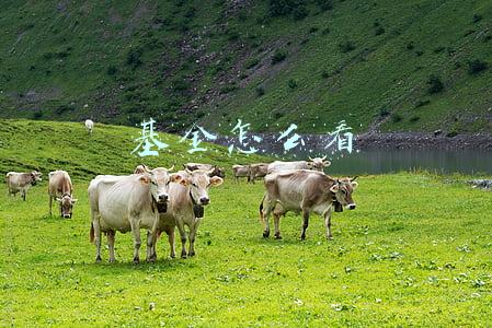 基金怎么看