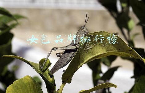 女包品牌排行榜