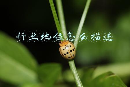 行业地位怎么描述